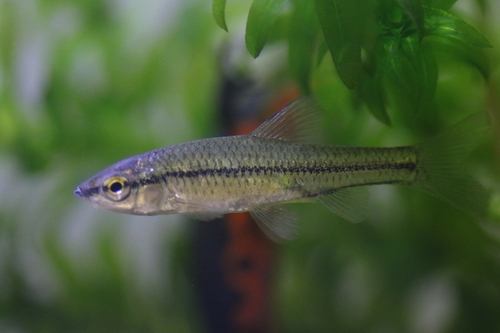 Topmouth Gudgeon