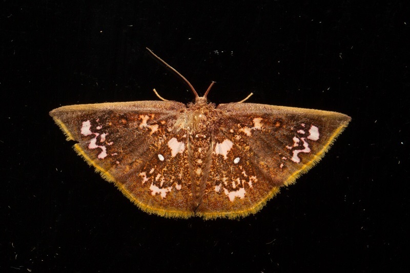 Chrysocraspeda abhadraca