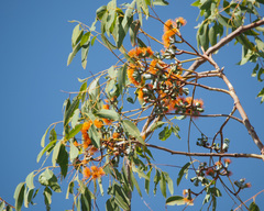 Eucalyptus miniata