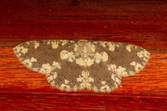 Cyclophora circummaculata