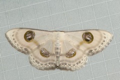 Problepsis borneamagna