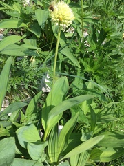 Allium victorialis