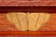 Apostegania rectilineata