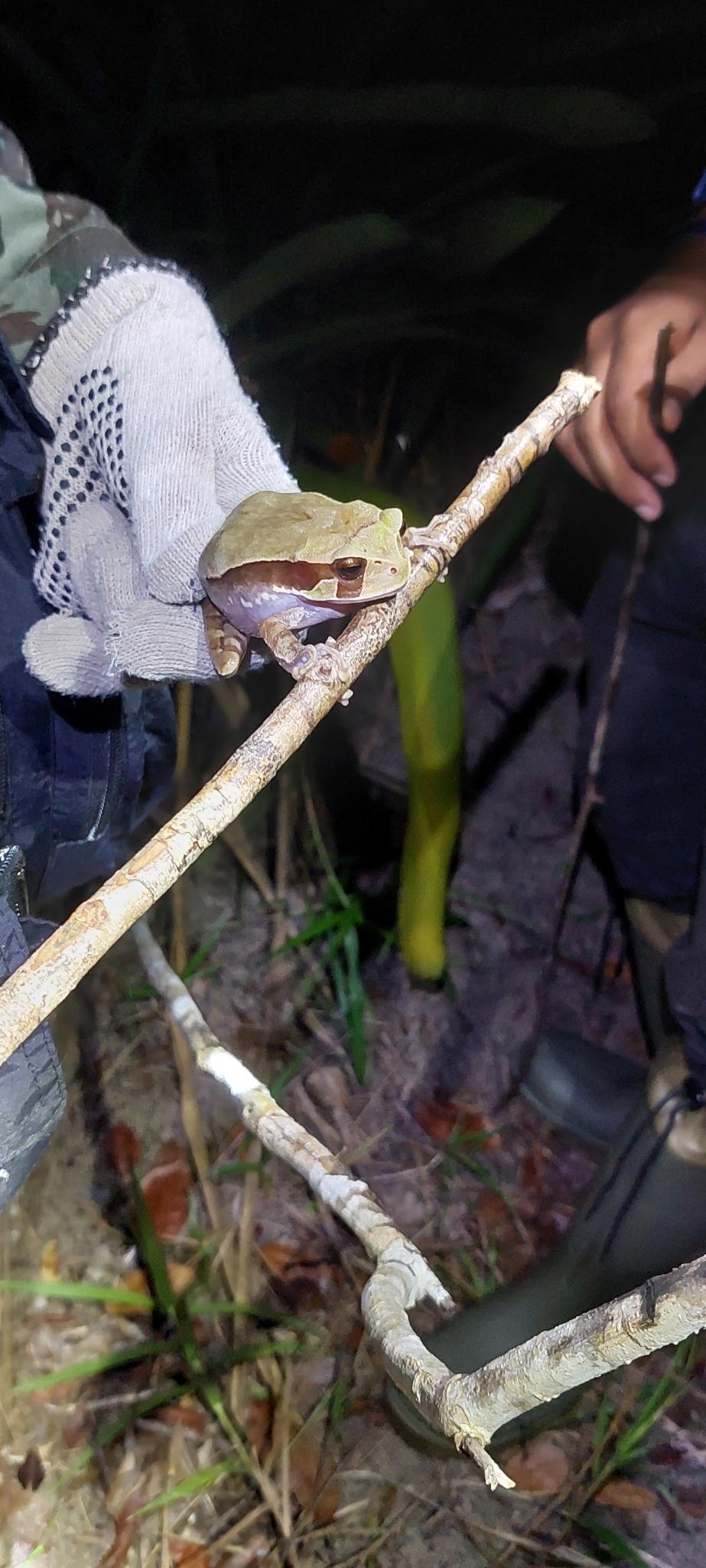 Igaracu Marsupial Frog photo 2