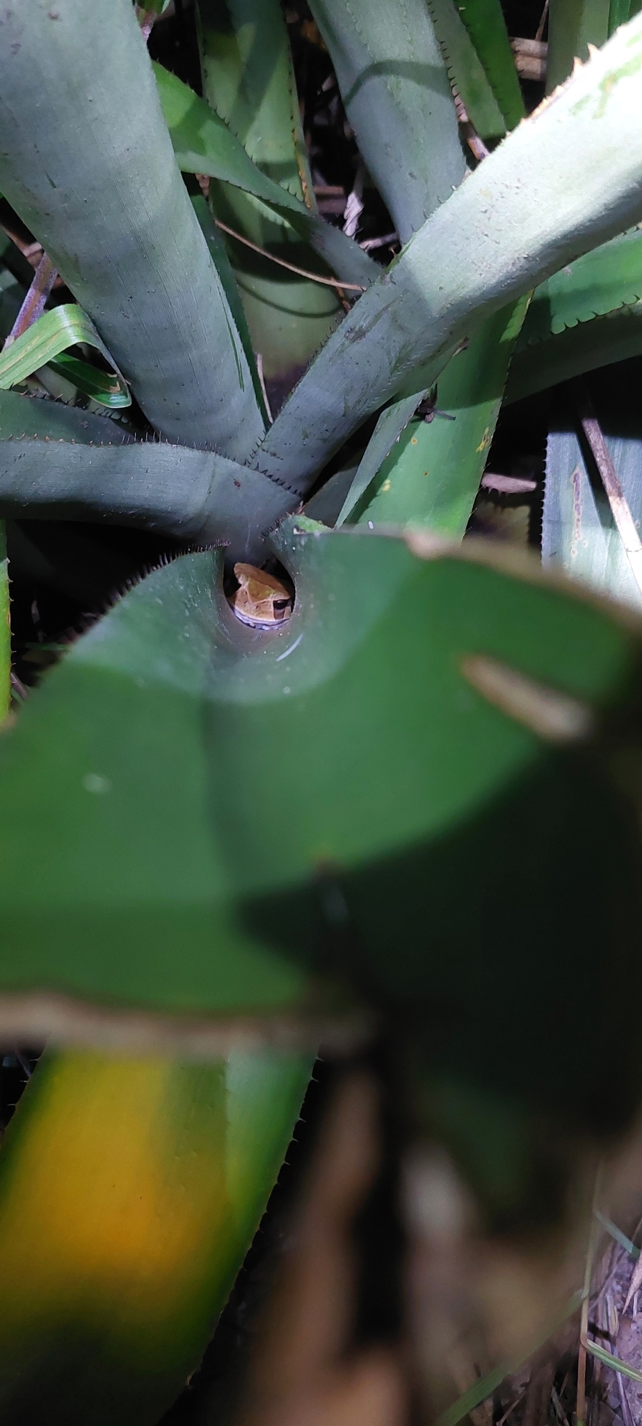 Igaracu Marsupial Frog photo 3