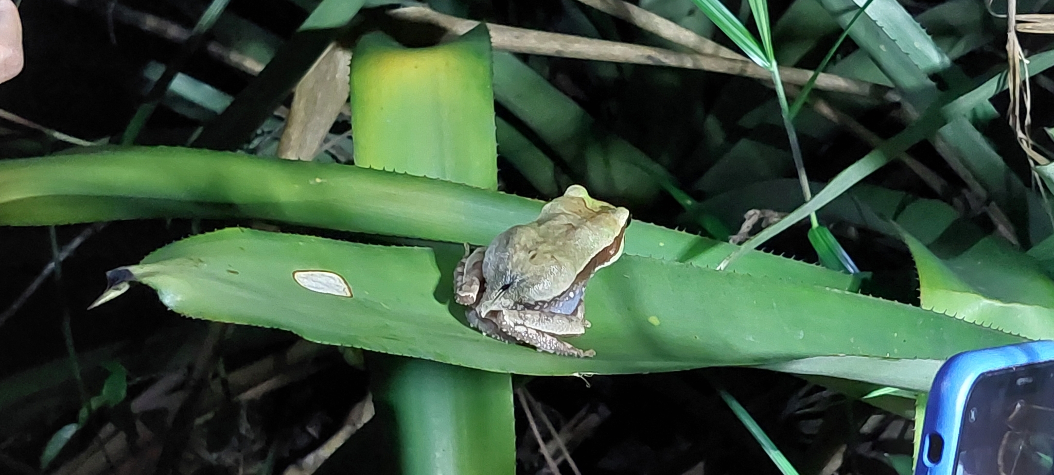 Igaracu Marsupial Frog photo 4