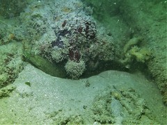 Congrogadus subducens