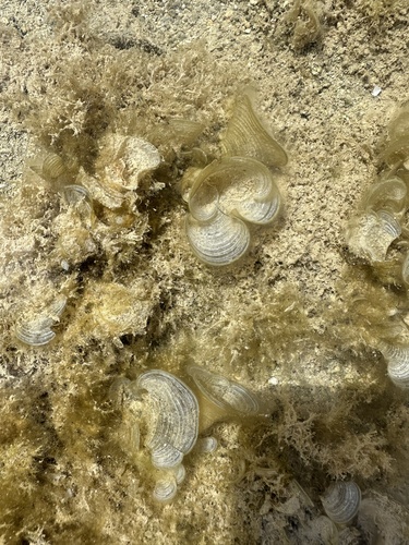 Padina pavonica, 2025-04-06
