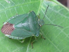 Palomena angulosa