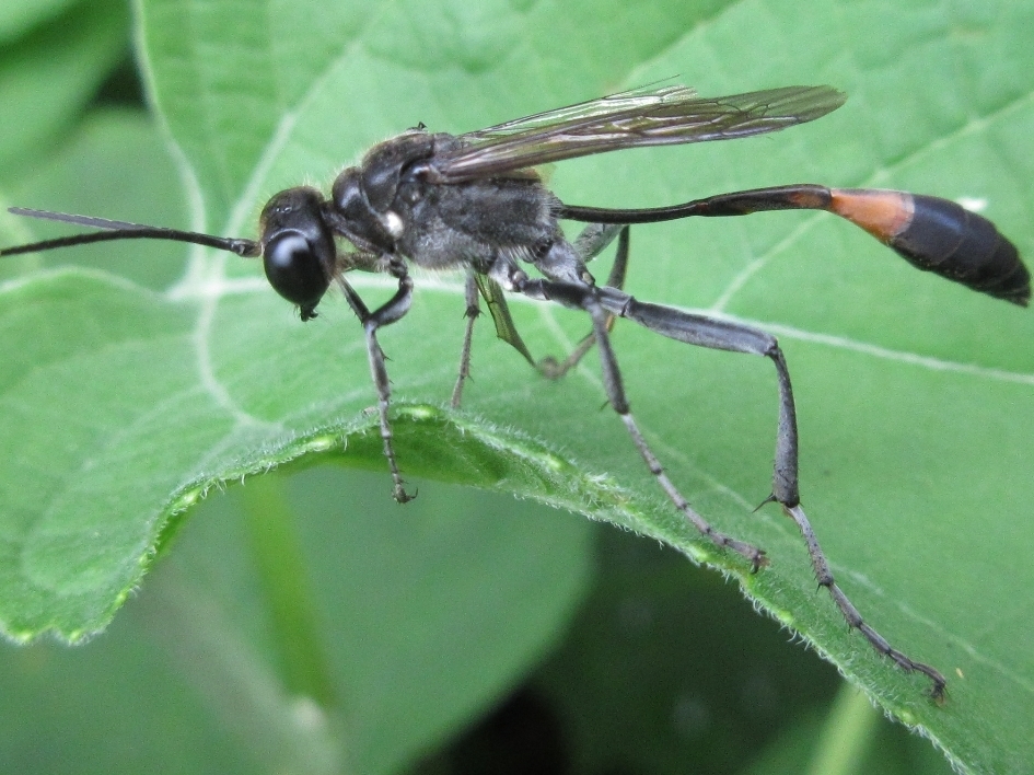 Ammophila sickmanni