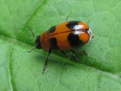 Physosmaragdina nigrifrons