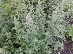 Chenopodium album