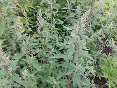 Chenopodium album