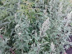 Chenopodium album
