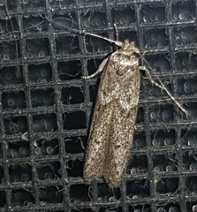 Blastobasis tanyptera