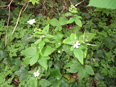 Geranium nodosum