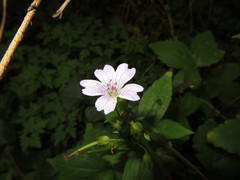Geranium nodosum