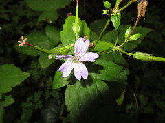 Geranium nodosum