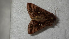 Autographa pulchrina
