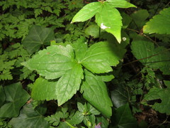 Geranium nodosum