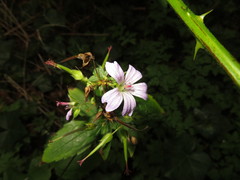 Geranium nodosum