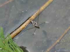 Limnogonus fossarum