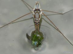 Limnogonus fossarum