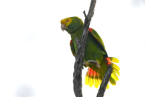 Yellow-headed Amazon, photo 8 of 8