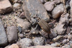 Cicindela marginipennis