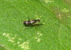 Tachydromia umbrarum