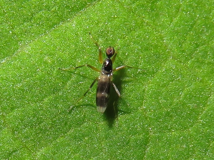 Tachydromia umbrarum