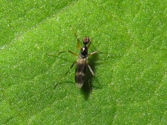 Tachydromia umbrarum