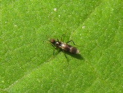 Tachydromia umbrarum