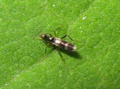 Tachydromia umbrarum