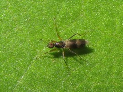 Tachydromia umbrarum