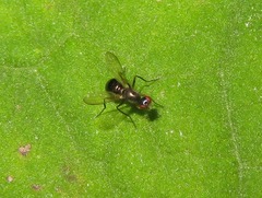 Nemopoda nitidula