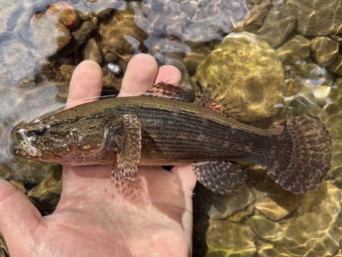 Greenback gauvina (Bunaka gyrinoides) — Eleotridae — 2