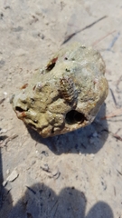 Rhyssoplax olivacea