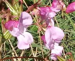Impatiens glandulifera