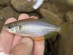 Eastern Rainbow Fish photo 1