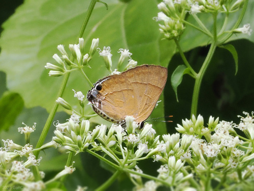Rapala dioetas