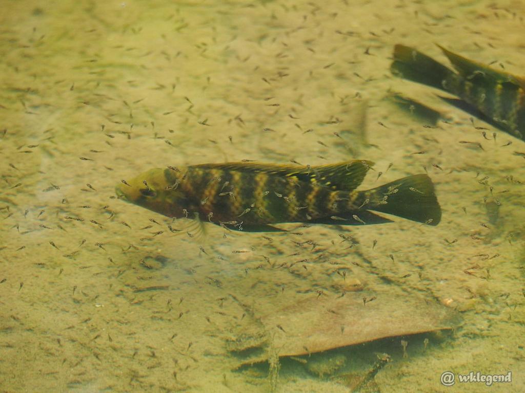 Redbelly Tilapia from 香港香港濕地公園 on August 15, 2019 at 1156 AM by