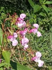 Impatiens glandulifera