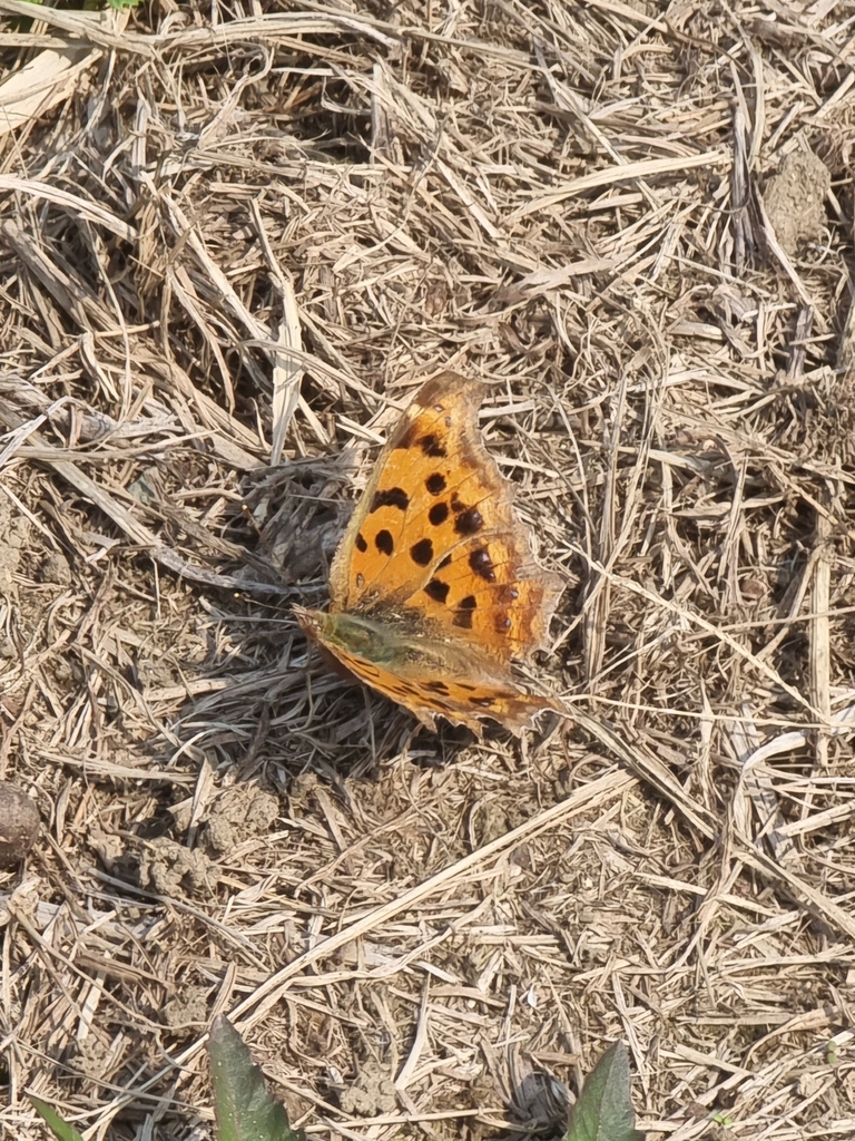 Asian Comma from MQ67+9R, 1 Hamarikyuteien, Chūō, Präfektur Tokio 104 ...