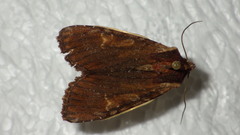Apamea crenata
