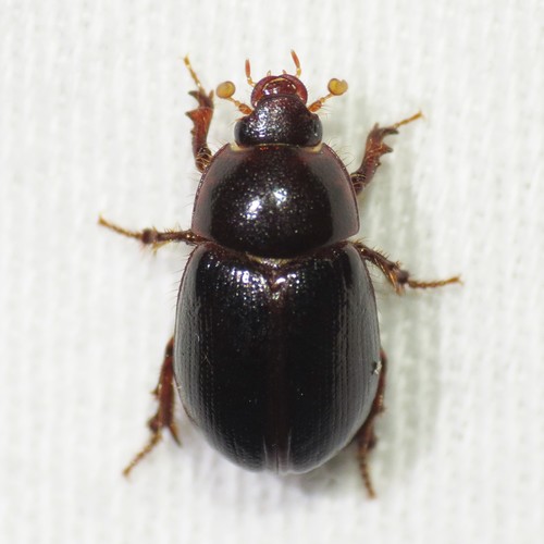 Illiger's Scavenger Scarab