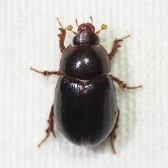 Hybosorus illigeri