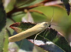 Eilema lutarella