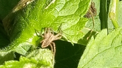 Pisaura mirabilis