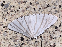 Urapteroides astheniata